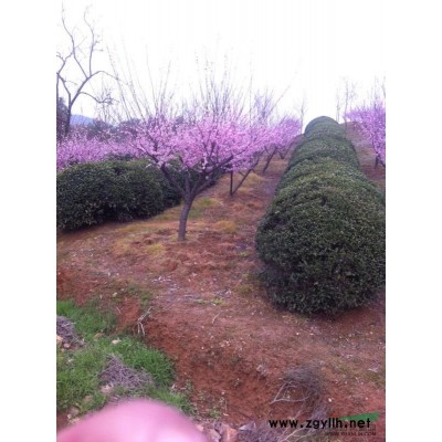 高杆石楠1供应/高杆石楠1图片