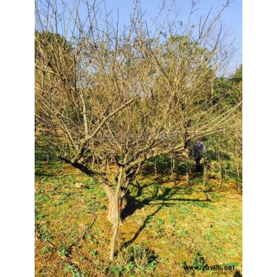 无患子2*新价格/无患子2报价