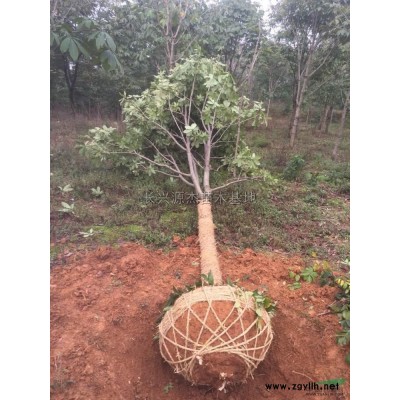 浙江美人梅信息