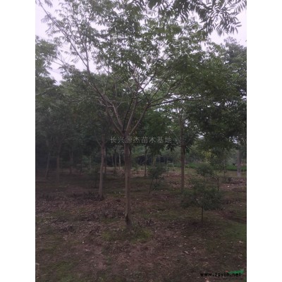 独干红叶石楠，高杆红叶石楠，单干红叶石楠，浙江红叶石楠