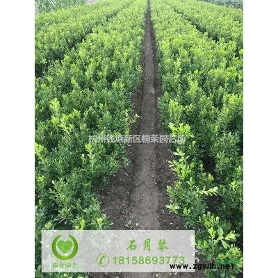 树木支撑塑料套头