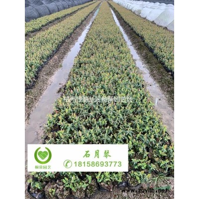 荚蒾杯苗