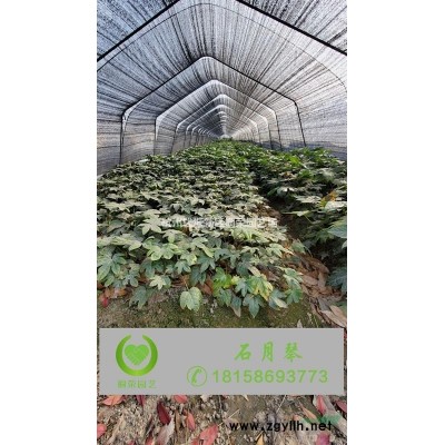 绍兴茶梅地栽毛球H30~45