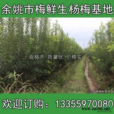 五公分带土球的杨梅，宁波有大量的五公分杨梅带土球批发