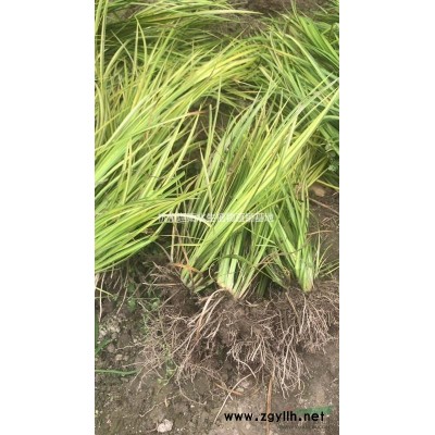 法国冬青青珊瑚花叶珊瑚洒金珊瑚