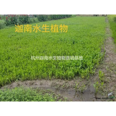 黄金菊雏菊荷兰菊金鸡菊波斯菊