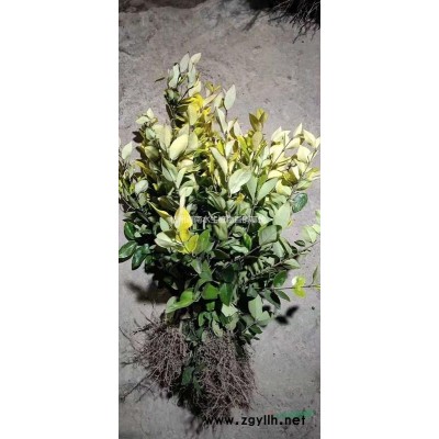 花叶蔓常春藤花叶常春藤地栽苗小杯苗