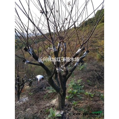 浙江8-15公分红梅量大