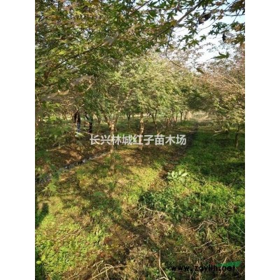 浙江地区提供无限量无患子沙朴