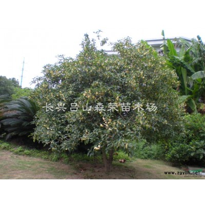 桂花树，八月桂，四季桂