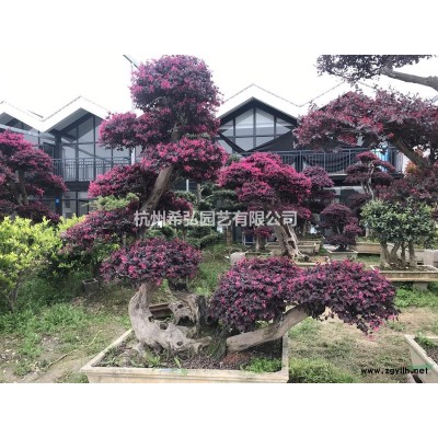 浙江金边黄杨4