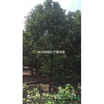 长兴丛生红梅