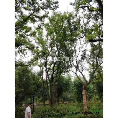 浙江提供红梅