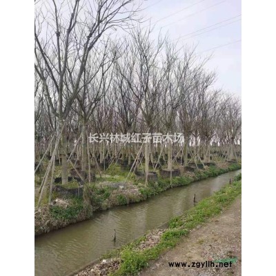 浙江长兴林城红子苗木场提供丛生乌桕树