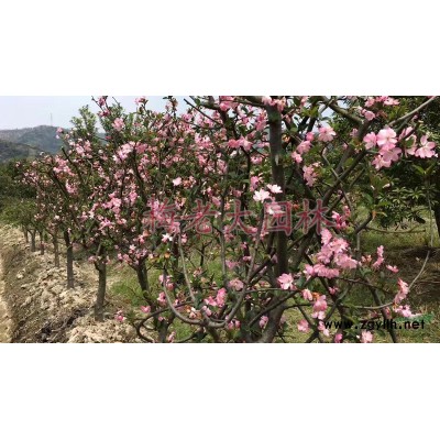 宁波产地直供，5000棵4公分垂丝海棠