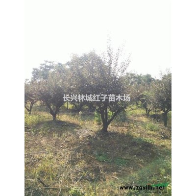 长兴提供无患子