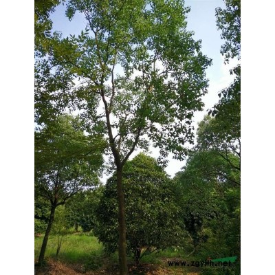 浙江林城广玉兰，红枫，红梅