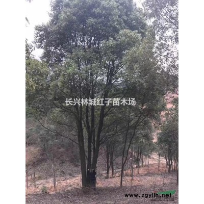 浙江林城红子苗木场供应香樟