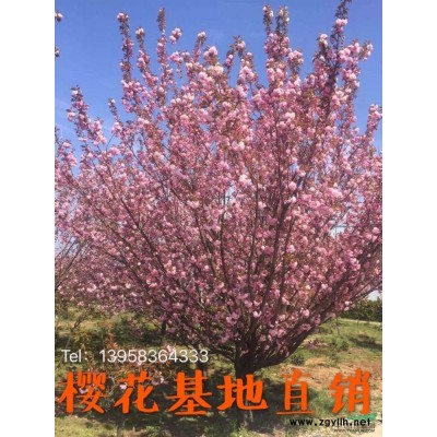 早樱-落叶2报价/浙江早樱-落叶2报价