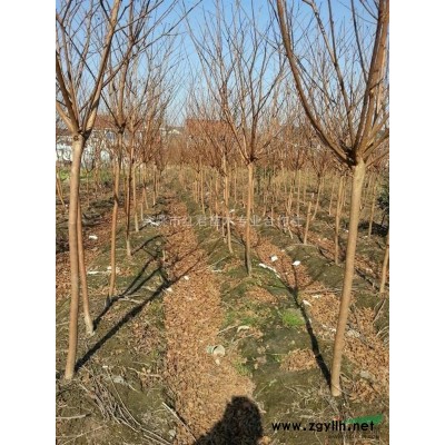 浙江桂花*新报价/桂花图片