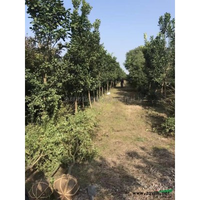樱花装车\樱花装车图片展示