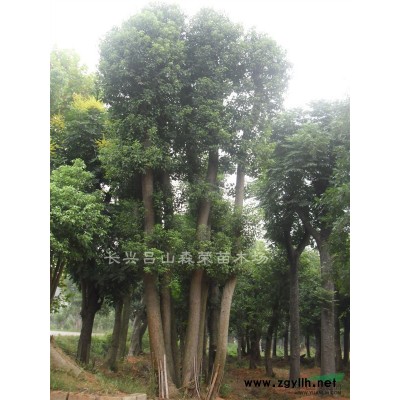 朴树价格，浙江朴树低价供应