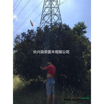 湖州枫香供应，枫香在绿化行业的应用