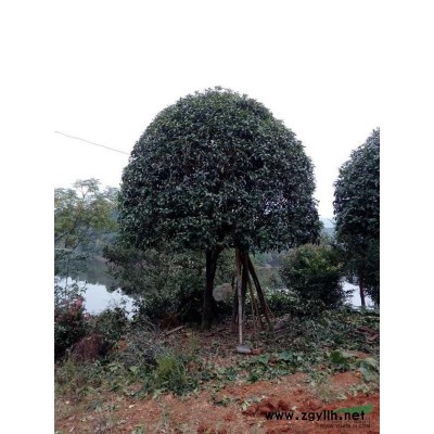 浙江等地供应榔榆15-30公分