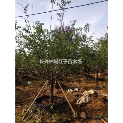 浙江泗安12-18无患子