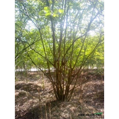 浙江鸡爪槭2*新报价/鸡爪槭2图片