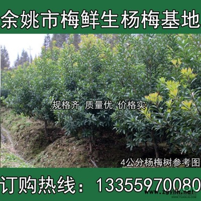 今年宁波三公分杨梅多少钱钱一颗