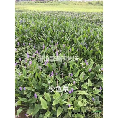 荷花白荷花红荷花西湖红莲