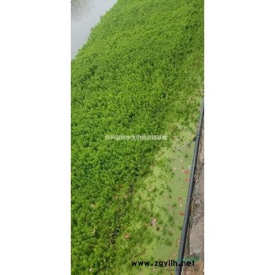 水生植物黄菖蒲水菖蒲大量销售