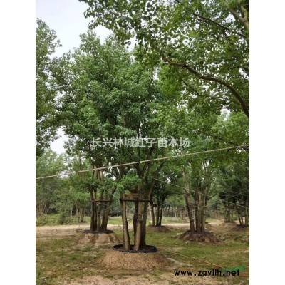 长兴林城提供80公分沙朴树