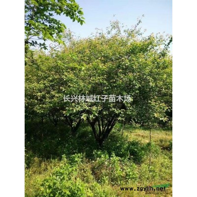 浙江泗安林城无患子