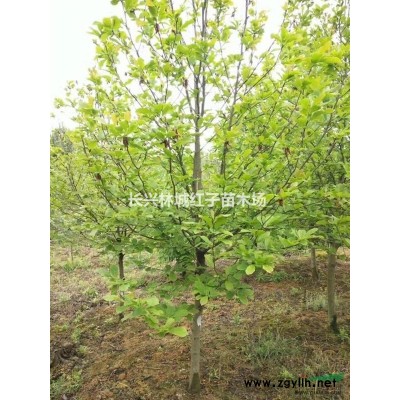 18-30公分香樟大量供应