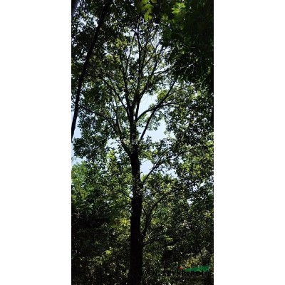 浙江泗安红梅15-20公分