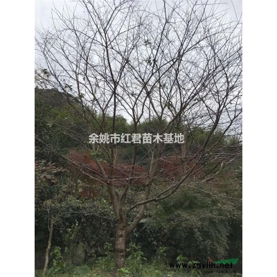 樱花*新价格/樱花报价