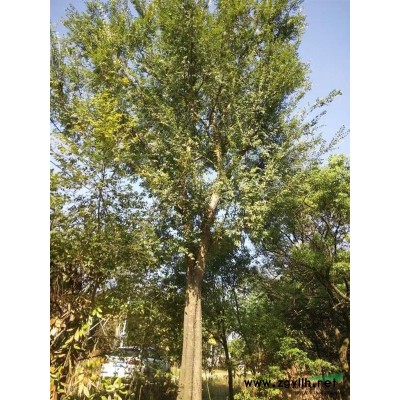 银杏12-35公分