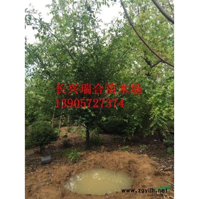 3米自然冠桂花 浙江桂花树 长兴桂花 湖州桂花价格