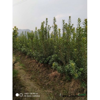 本苗圃四公分的杨梅数量大，采购四公分的杨梅树可以到宁波