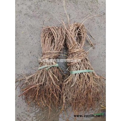 黄馨云南黄馨地栽苗小毛球