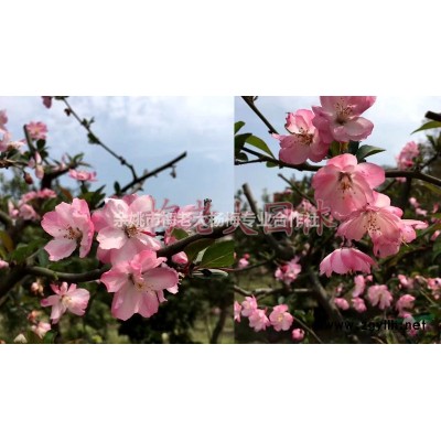 余姚杨梅树批发/供应 高度300cm 冠幅350cm 地径10cm