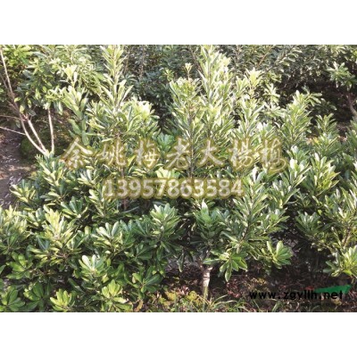 供应3-5公分垂丝海棠