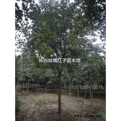 浙江苗木之乡榔与，丛生红梅