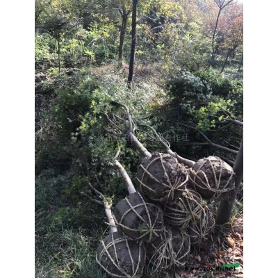 紫玉兰花2供应/紫玉兰花2图片