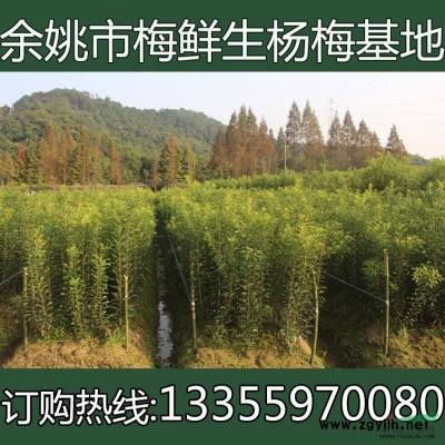 今年宁波五公分带土球的杨梅价格怎么样楚