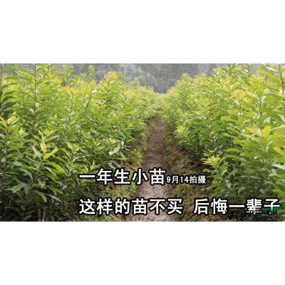 今年宁波有两公分杨梅三公分杨梅四公分杨梅猴五公分杨梅数量多