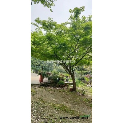 浙江林城乌桕树