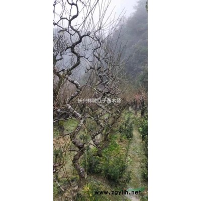 泗安乌桕树